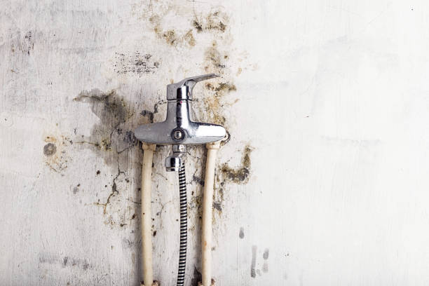 Best DIY Mold Remediation Support Services in Matamoras, OH