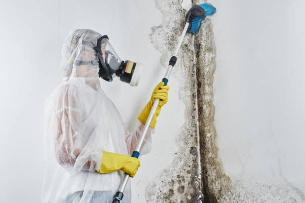 Best HVAC Mold Remediation in Matamoras, OH