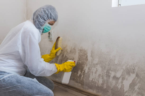 Best Basement Mold Remediation in Matamoras, OH