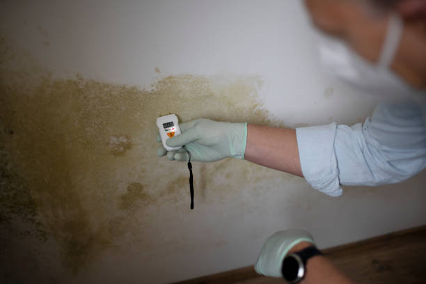 Best Post-Remediation Services in Matamoras, OH