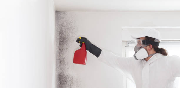 Best Basement Mold Remediation in Matamoras, OH