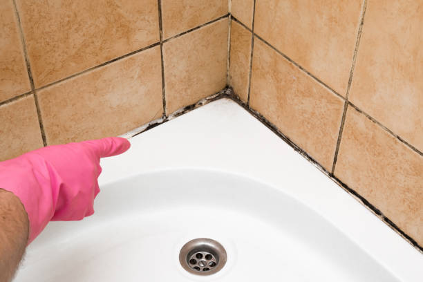 Best Black Mold Remediation in Matamoras, OH